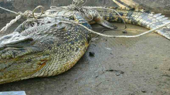 Takut Dimangsa, Warga Desa Ini Nekat Tangkap Buaya