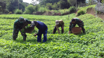 Anggota Satgas TMMD Ke-104 Kodim 0417/Kerinci, Bantu Warga Panen Sayur di Kebun