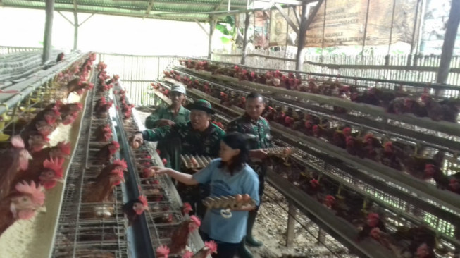 Praka Hendra Mira Bantu Eka Panen Telur Ayam