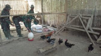 Ternak Ayam Kampung Lebih Untung