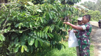 Satgas TMMD Nikmati Daun Kawo, Minuman Tradisional Kerinci