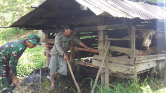 Anggota Satgas TMMD Bantu Bersihkan Kandang Sapi