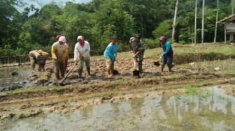 Kemanunggalan TNI dengan Rakyat, Babinsa Kodim Bute Bantu Petani Mencangkul Sawah