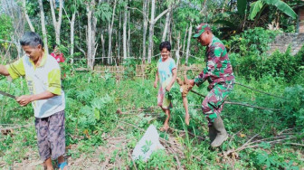 Sertu Bambang Bantu Warga Panen Singkong