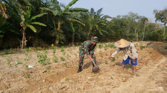 Bantu Mbah Mundirun di Kebun, Tentara Ini Nyangkulpun Oke