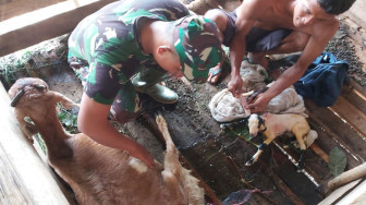 Kopda Sisri Hadi Bantu Kambing Mad Sadun Beranak