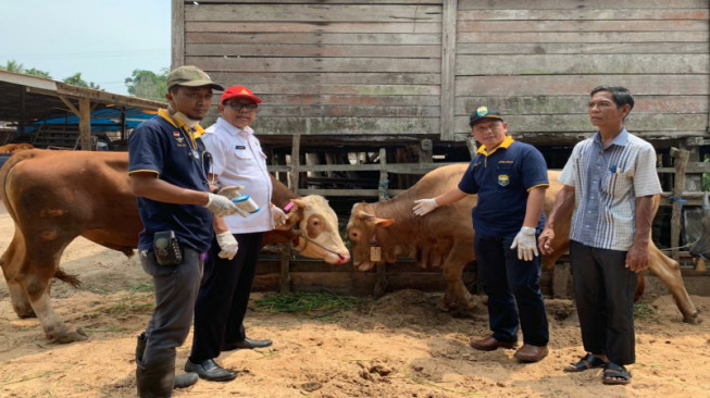 Disnakkan Muarojambi Periksa Kesehatan 1.090 Hewan Qurban