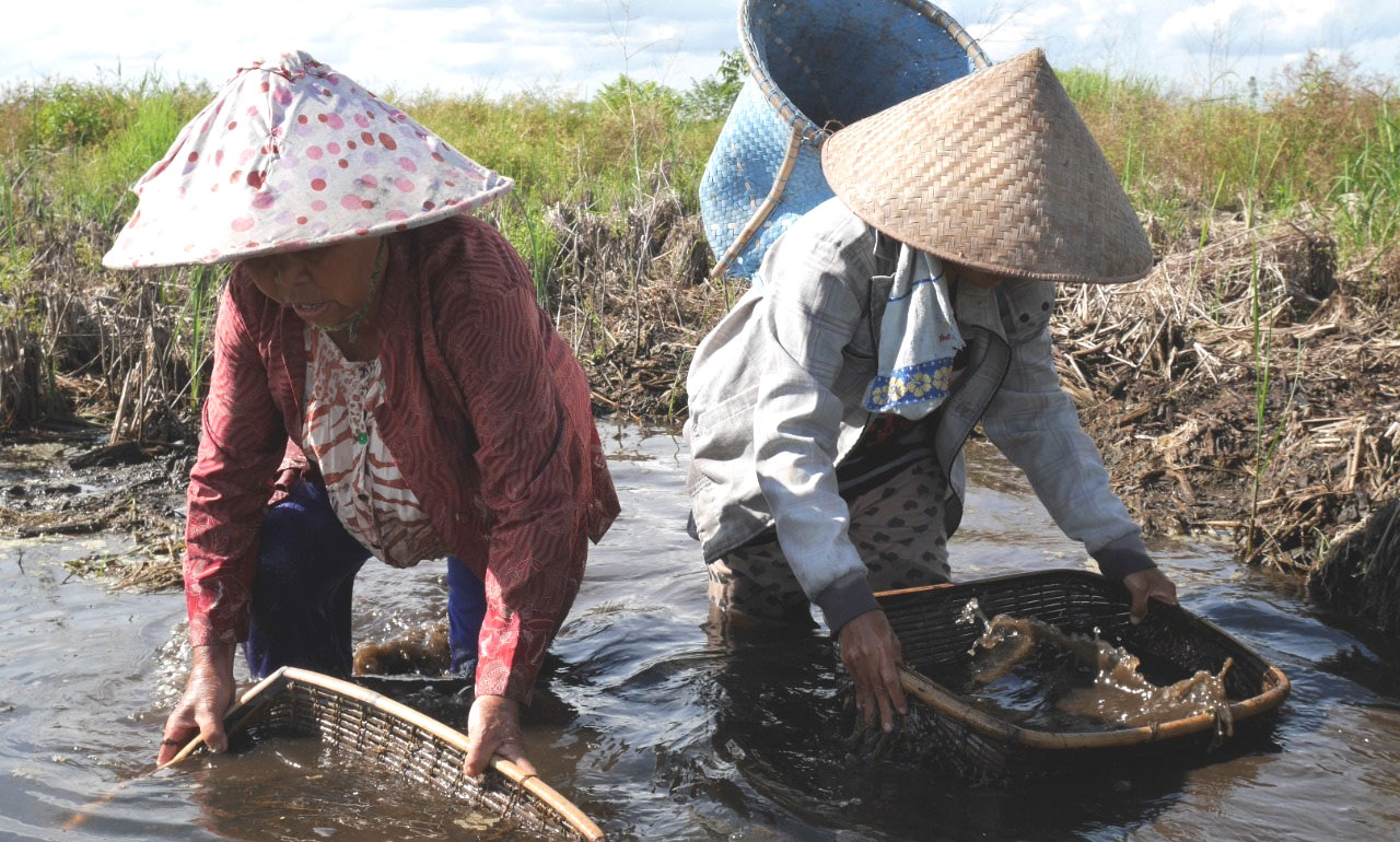 Kedaulatan Petani Kecil di Lahan Gambut