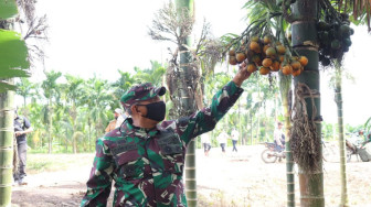 Danrem Gapu Apresiasi Warga Labuhan Pering Tanam Pinang