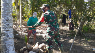 Jalin Keakraban, Dansatgas TMMD Bantu Warga Panen Kelapa