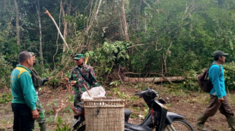 Warga Sungaiterap Bantu Nanas untuk Satgas TMMD