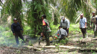 Pencarian Kayu Palagas Dilanjutkan, Warga Bawa Chainsaw