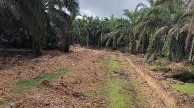 Pemkab Batanghari Buka Jalan Baru Sepanjang 4,5 KM dari Sungai Baung ke Pom Bensin Biru