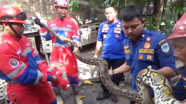 Ular Piton Sepanjang 3,5 Meter DItangkap di Kandang Ayam Warga