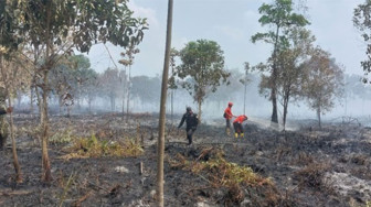 Karhutla di Teluk Dawan Berhasil Dipadamkan, Informasi Awal dari Tim Seismik BGP - PetroChina