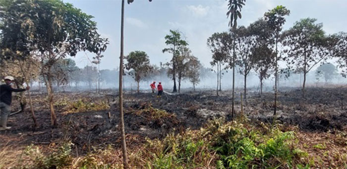 Kebakaran lahan di Kelurahan Teluk Dawan berhasil dipadamkan Tim Satgas Karhutla | dia