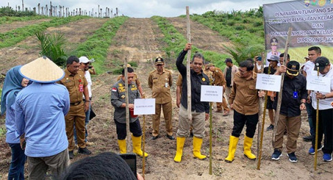 Manfaatkan Peremajaan Sawit, Petani Sungai Bahar Tanam Padi Gogo