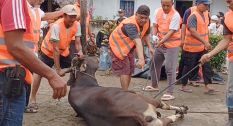 54 Warga Blok C Perumahan Aurduri Berqurban 7 Sapi 4 Kambing