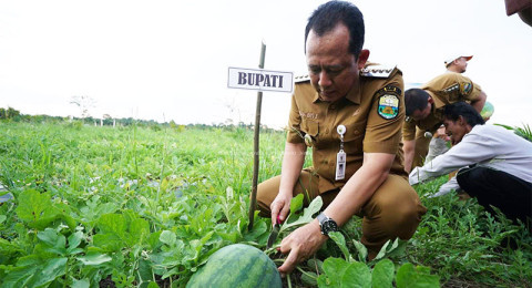 Panen Raya Semangka, Bupati Muaro Jambi Minta Semua Bersinergi Capai Ketahanan Pangan