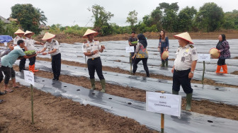 Dukung Ketahanan Pangan, Imigrasi Jambi Tanam Ribuan Melon dan Cabai Rawit