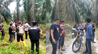 Panen Liar di Kebun Bunut, Dari Dugaan Pencurian Sawit hingga Pembacokan Petugas