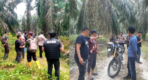 Panen Liar di Kebun Bunut, Dari Dugaan Pencurian Sawit hingga Pembacokan Petugas