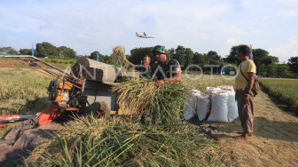Anak Muda Turun ke Sawah, 111 Brigade Pangan Jadi Wajah Baru Pertanian